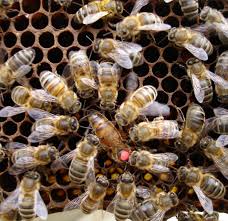 11-Elevage simplifié de reines et optimisation des ruches
